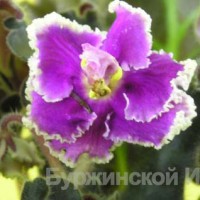 Фиалка Suncoast Ruffled Delight S.Williams