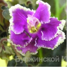 Фиалка Suncoast Ruffled Delight S.Williams