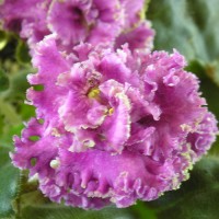 Фиалка Sunset Beach Lyon/Sorano