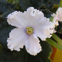 Фиалка Таисия Семёновна (Макуни)