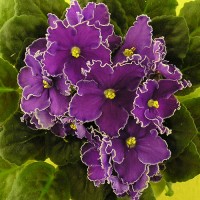 Фиалка Velvet Frost (Велвет Фрост) Sorano