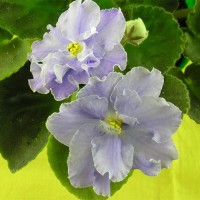 Фиалка Волшебные Сны (Макуни)