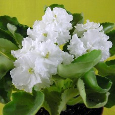 Фиалка Зайка Моя (Макуни)