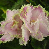 Фиалка Зима Улыбается (Макуни)