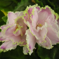 Фиалка Зима Улыбается (Макуни)