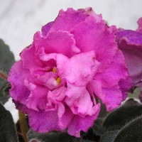 Фиалка Ек — Богиня красоты