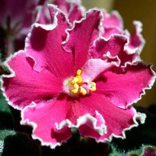 Фиалка Cinnamon Raffles Sorano