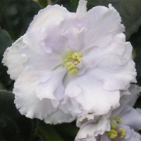 Фиалка ЕК-Фарфоровая свадьба Коршунова