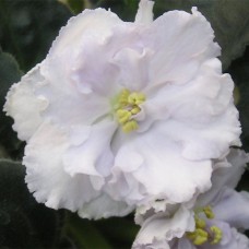 Фиалка ЕК-Фарфоровая свадьба Коршунова