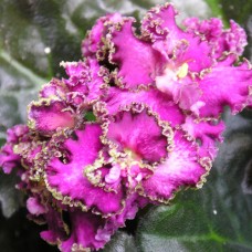 Фиалка ЛЕ-Фуксиевое Кружево (Лебецкая)