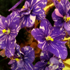 Фиалка Funambule (Croteau) 