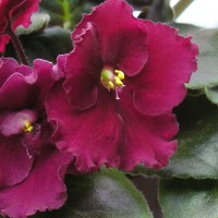 Фиалка Fire Glow Ness