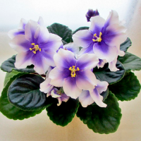 Фиалка Humako Inches (Humako)