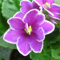 Фиалка Icy Sunset(Ледяной закат)Sorano