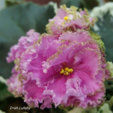 Фиалка Irish Lullaby (LLG)