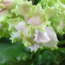 Фиалка Irish Maiden S.Sorano