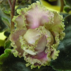 Фиалка Island Rose LLG/S.Sorano