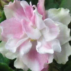 Фиалка ЕК-Жемчужный Зефир Коршунова