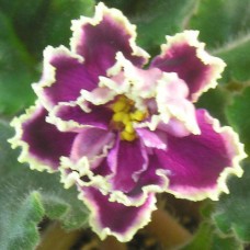 Фиалка Каменный цветок (Морев)