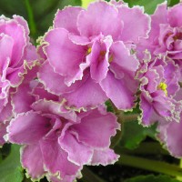 Фиалка Конфетка (Макуни)