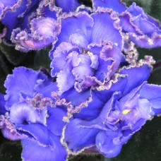 Фиалка ЕК -Купидон Коршунова