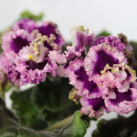 Фиалка Lacy Lass (Sorano/LLG)