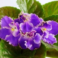 Фиалка ЛЕ-Есения (Е.Лебецкая)