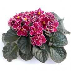 Фиалка Ко-Каберне-Совиньон