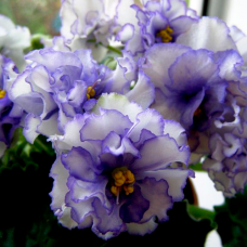 Фиалка ЛЕ-Выпускница ( Е. Лебецкая)