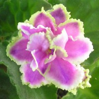 Фиалка Лесная Магия (Макуни)