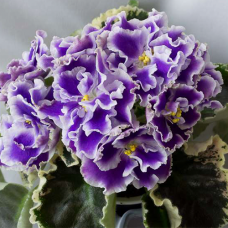 Фиалка Летние сумерки (К.Морев) 