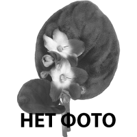 Лист фиалки Christmas Dress (P. Sorano)