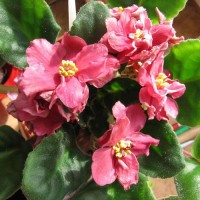 Фиалка Лосось Домашний (Морев)