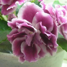 Фиалка Морозная Вишня (Морев)