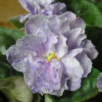 Фиалка РС-Морская Принцесса (Репкина)