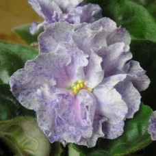 Фиалка РС-Морская Принцесса (Репкина)