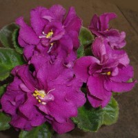 Фиалка Москвичка (Морев)