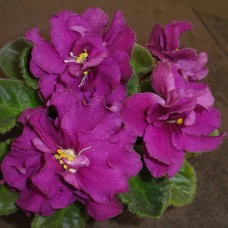 Фиалка Москвичка (Морев)