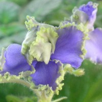 Фиалка Небесное кружево (Архипов)