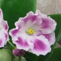 Фиалка Недотрога (Морев)