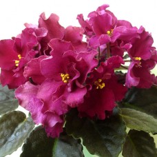 Фиалка Too Much Pizzazz (D.Ness)