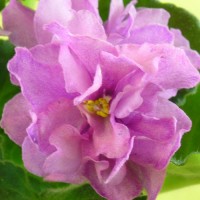 Фиалка Opera’s Electra Burdick