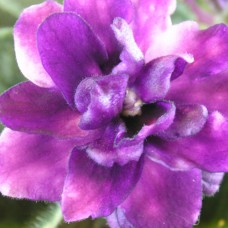 Фиалка Optical Illusion LLG/Paul G.Sorano