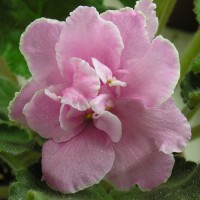 Фиалка Lyon’s Party Dress P.Sorano