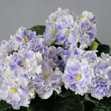 Фиалка РС-Аквамарин (Репкина)