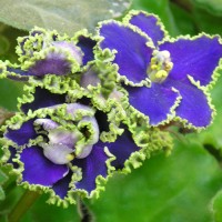 Фиалка Пират (Макуни)