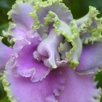 Фиалка Quilting Bee K.Stork