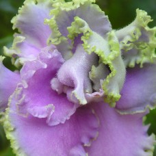 Фиалка Quilting Bee K.Stork