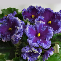 Фиалка Reigning Beauty (J. Swift) (Sport)