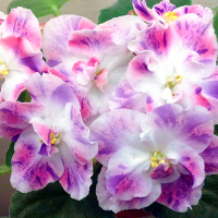 Фиалка РМ-Павлина ( Н.Скорнякова)